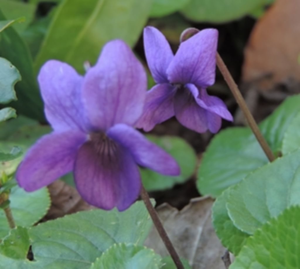 Piccole violette - Viola odorata